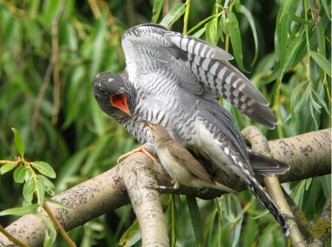 Wildlife sightings for 27th May 2021