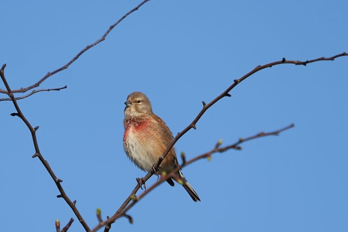 Recent Sightings 27th May 2024