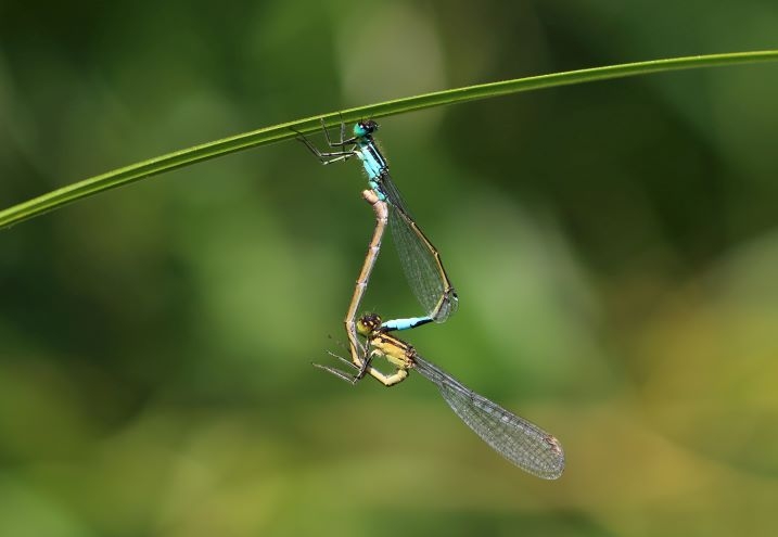 Discover wetland wildlife with every step