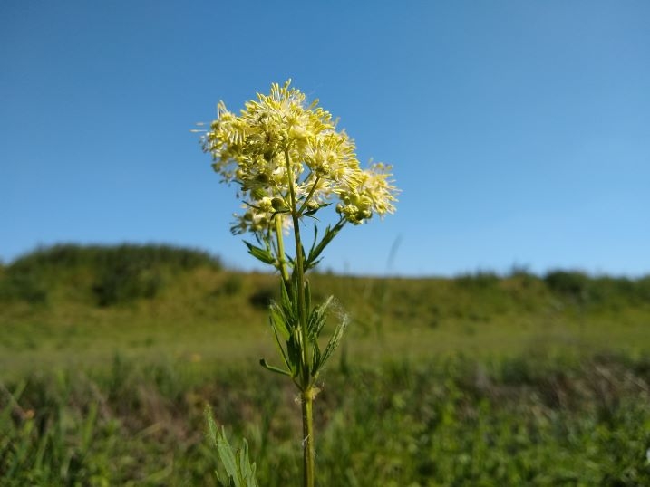 Meadow rue3-web.jpg