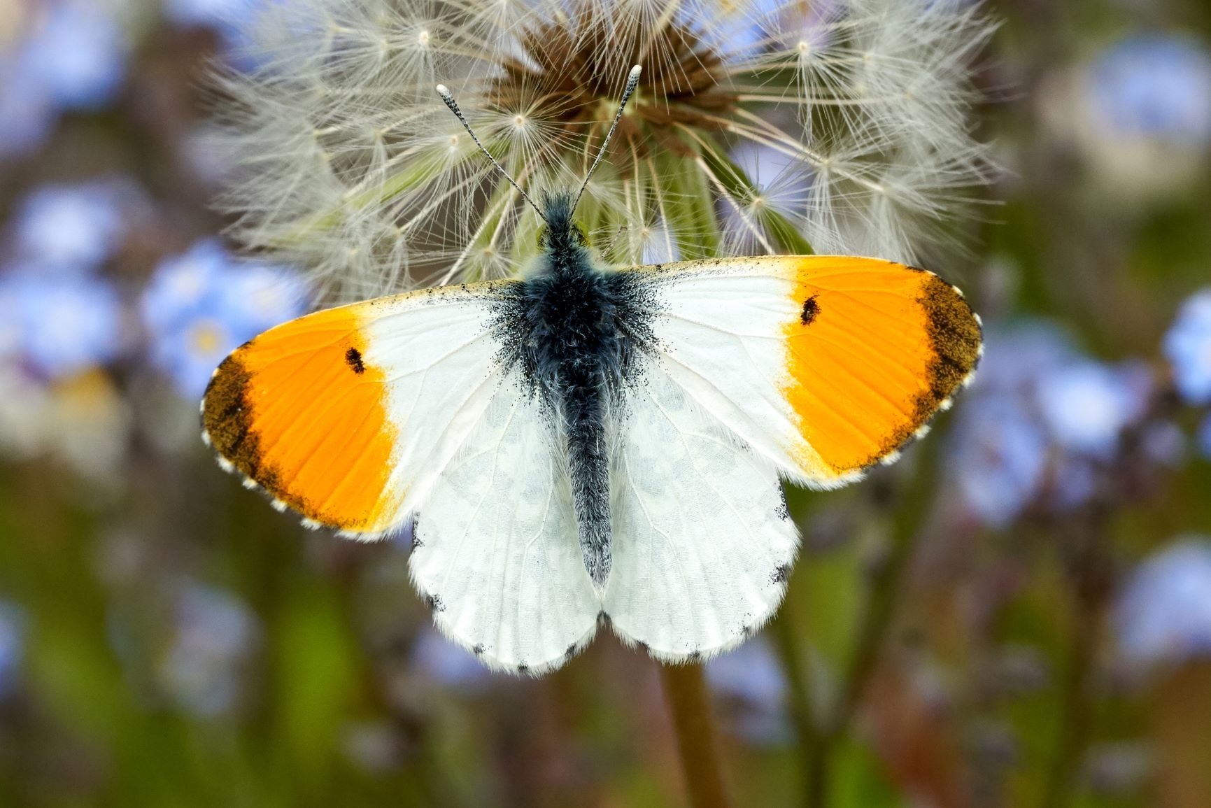 Orange Tip Butterfly Kim Tarsey-scr.jpg