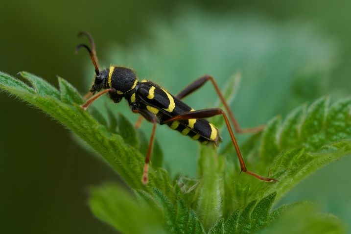 WE Wasp beetle KT June 18-web.jpg