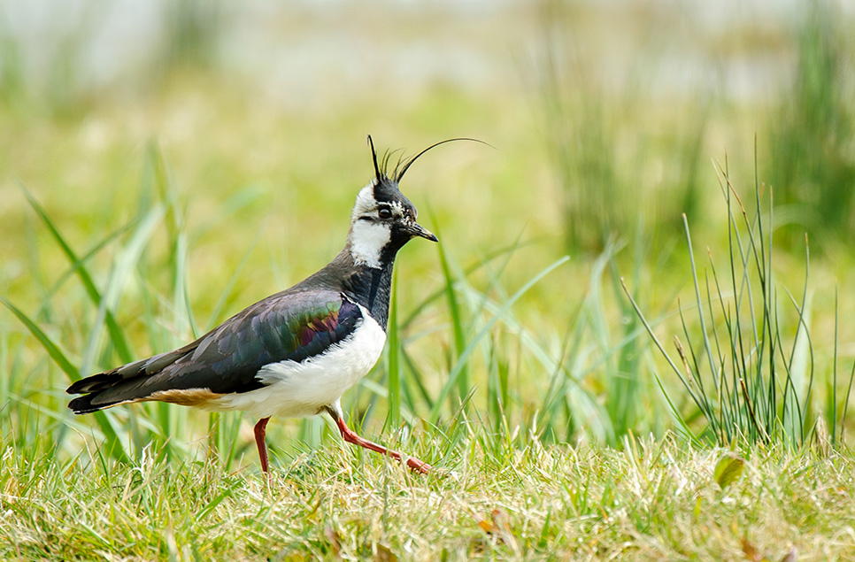 A wild guide to Summer at Martin Mere