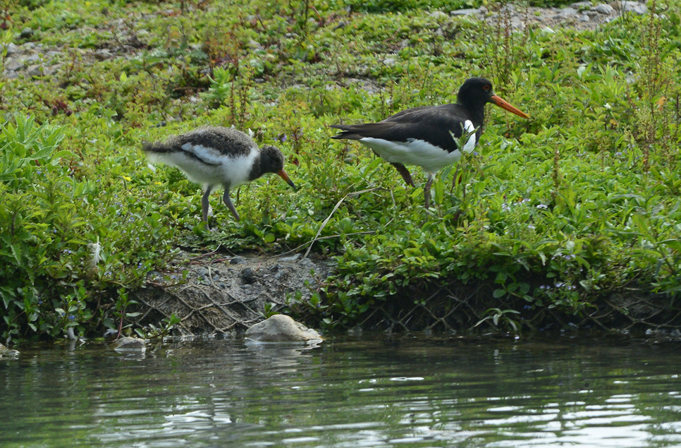 New ducklings, dragons and butterflies