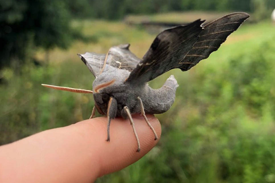 Amazing moths!