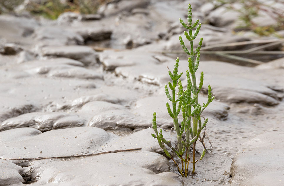 Put wetlands at heart of fight to reach net zero