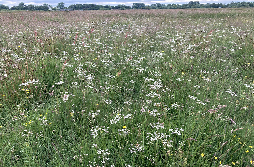 Wildflowers bloom at Martin Mere