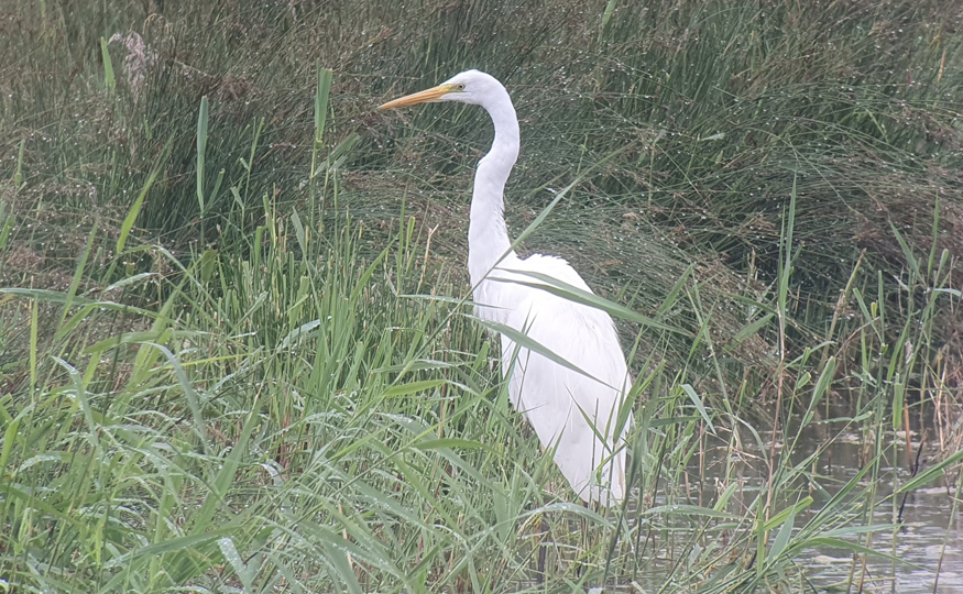 Egret roost count