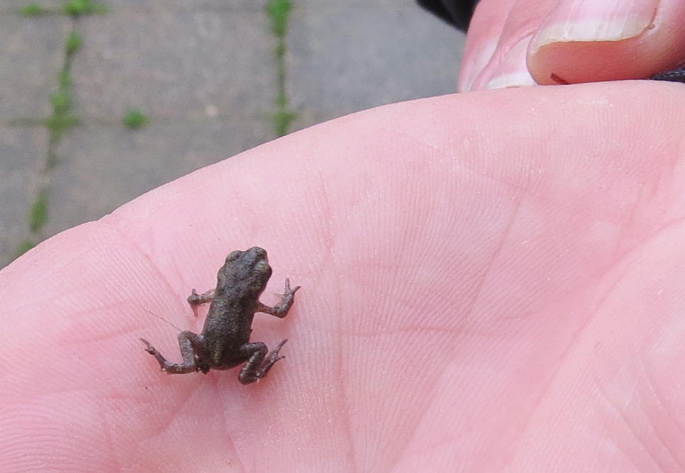 Emerging toadlets