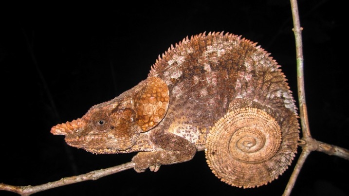 Cryptic Chameleon