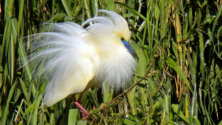 Madagascar Pond Heron