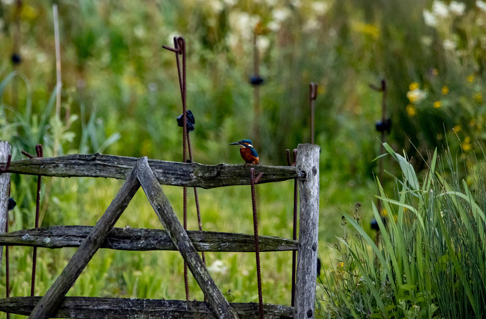 Kingfisher sightings & moulting ducks