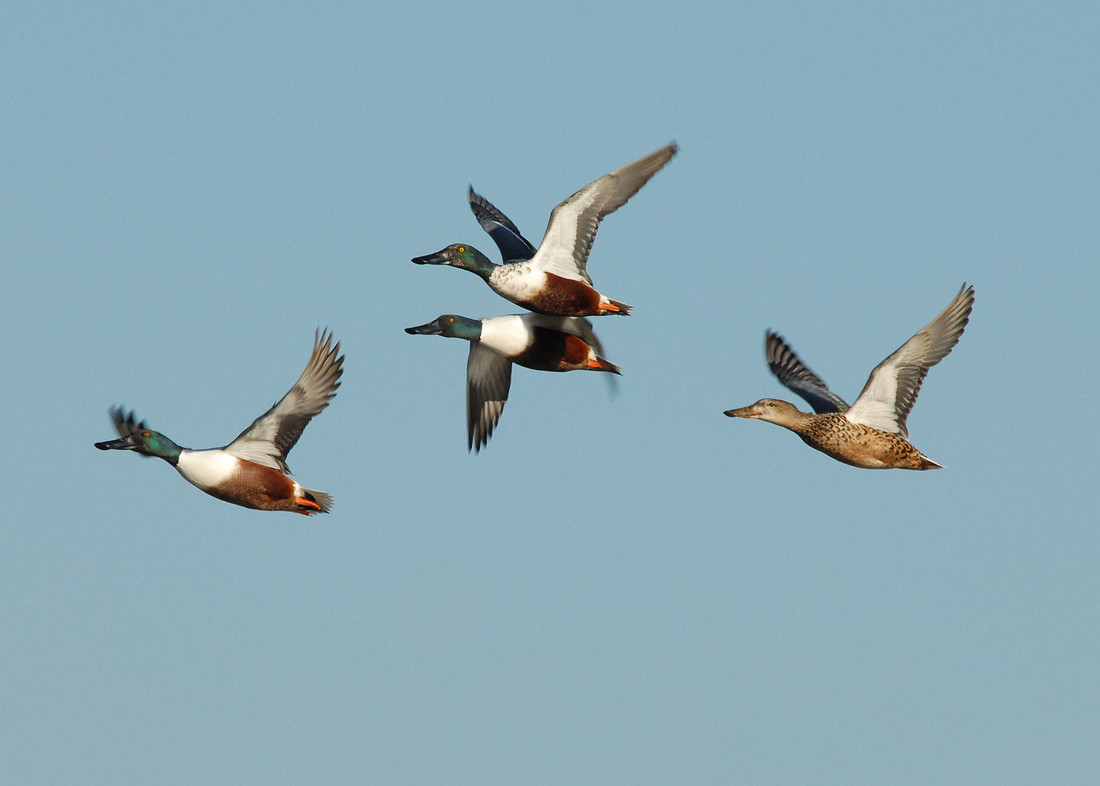 Wildlife Sightings for 1st October 2023