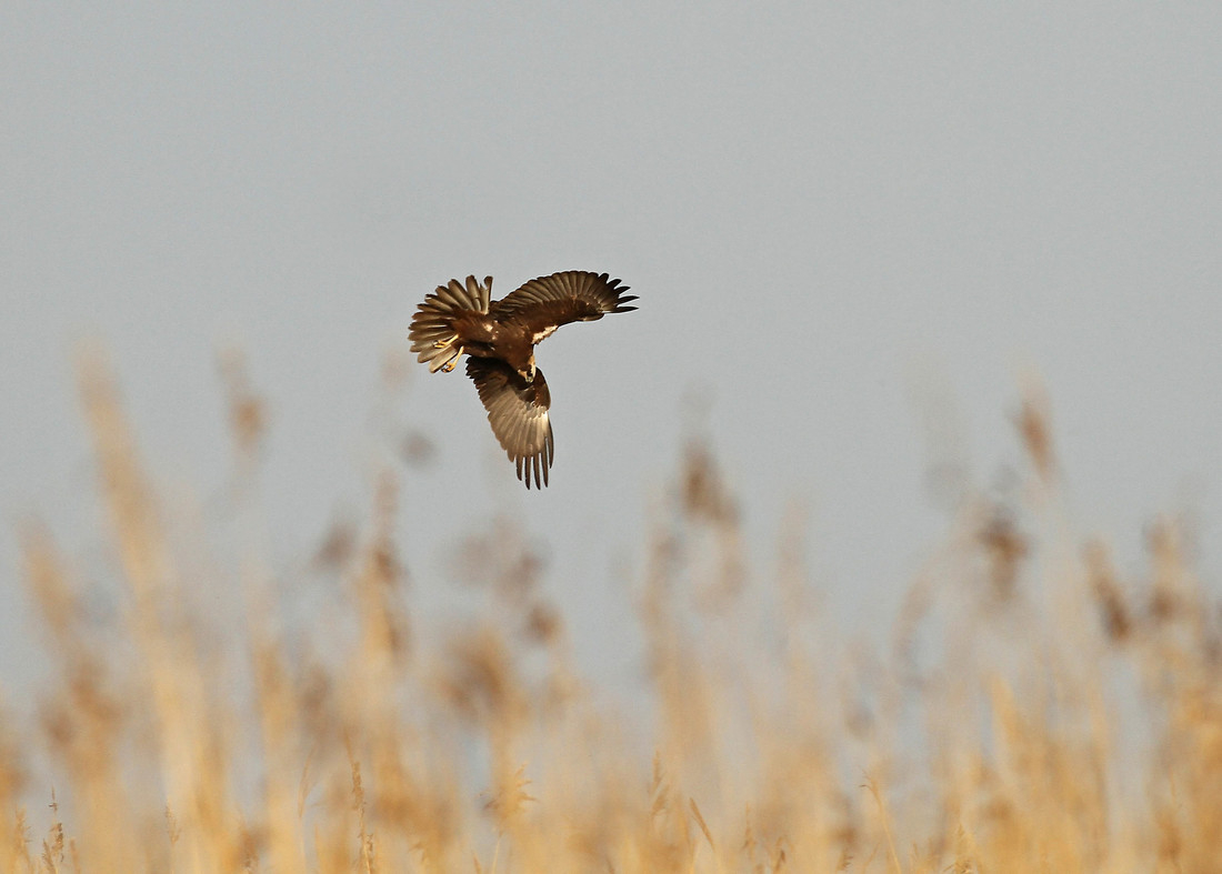 Wildlife Sightings for 12th April 2023