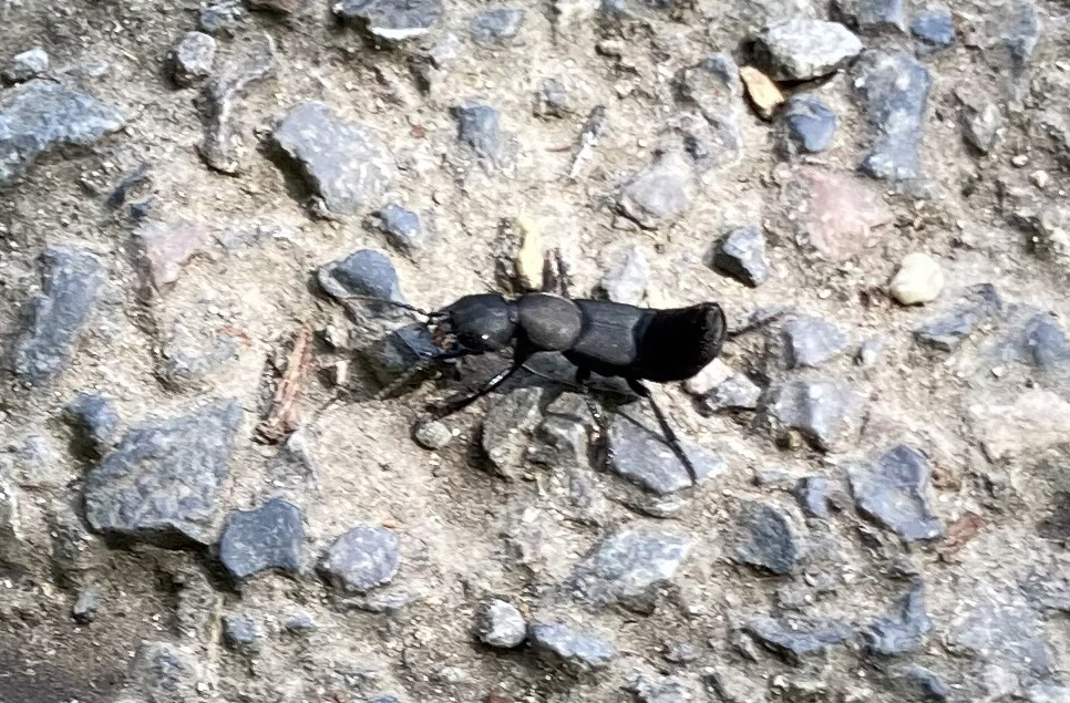 Devils coach horse beetle.jpg