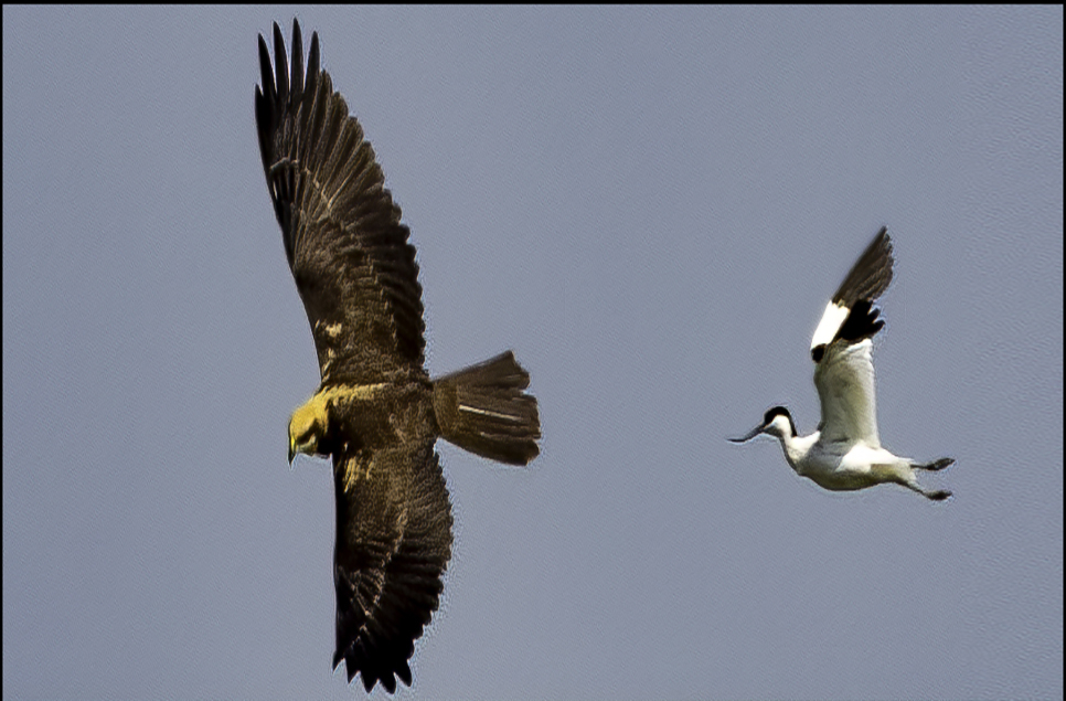 Marsh Harriers Breed For First Time