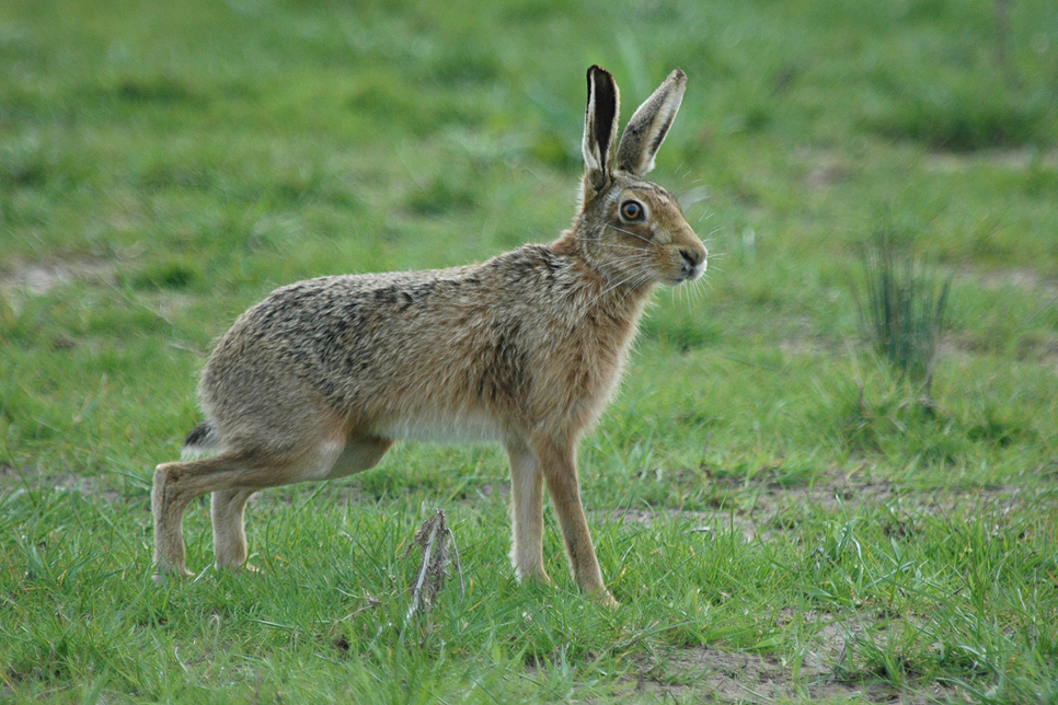 Wildlife Sightings - 17/10/2023