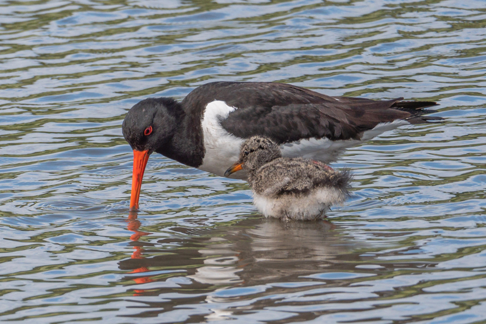 Wildlife Sightings 19/4/24