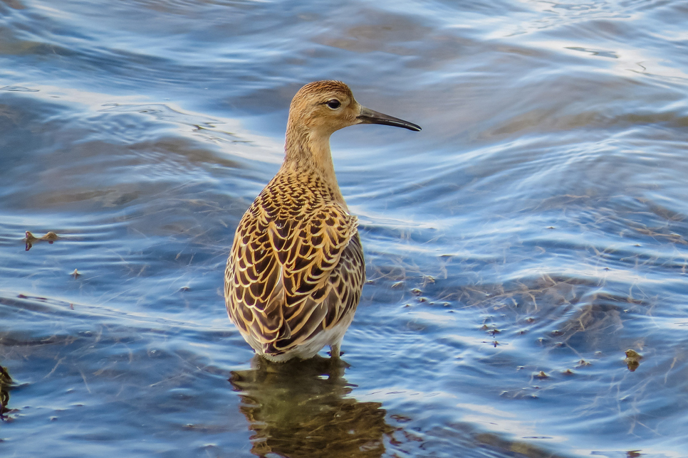 Wildlife sightings for 5th September 2022