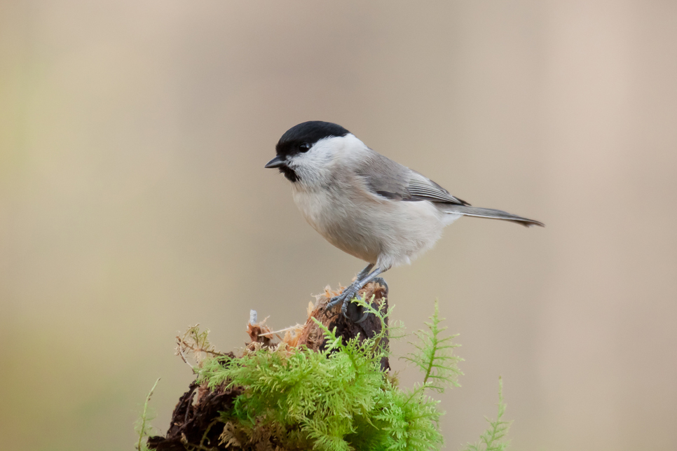 Wildlife Sightings 27/10/2022