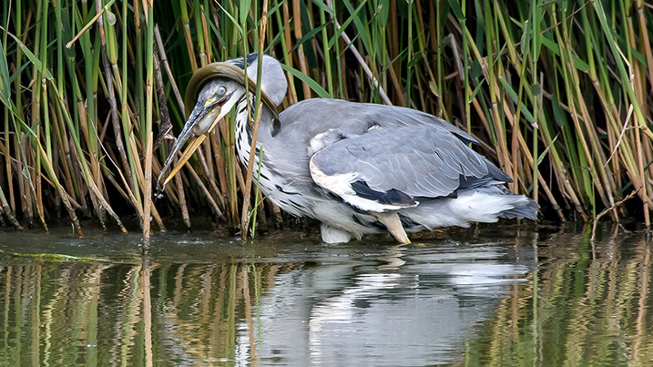 Heron Eyeball eel.jpg