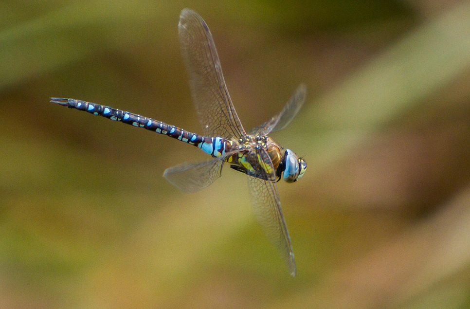 August wildlife surveys