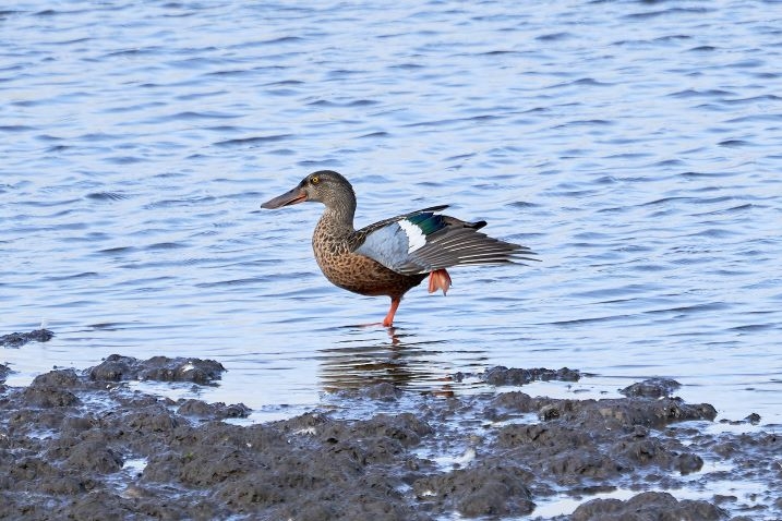 Welney Sightings 23/09/22