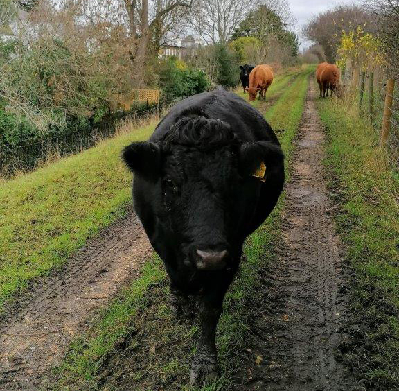 Conservation grazing