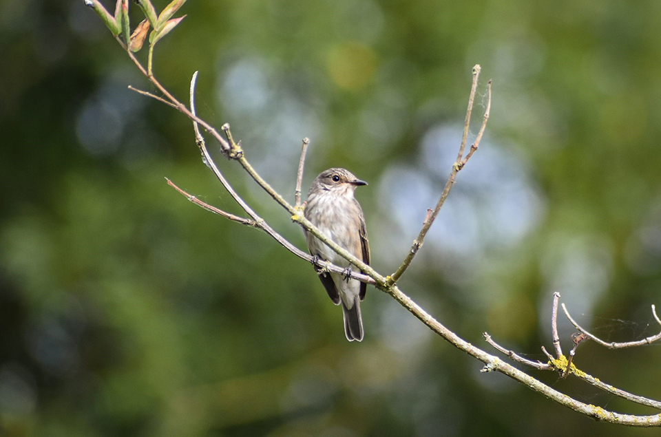 Flycatchers & sand martins moving through