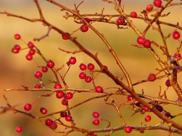 Autumn fruits