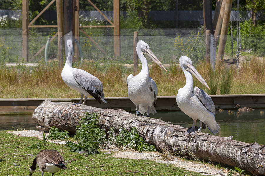 Take a Peek at Pelican Cove