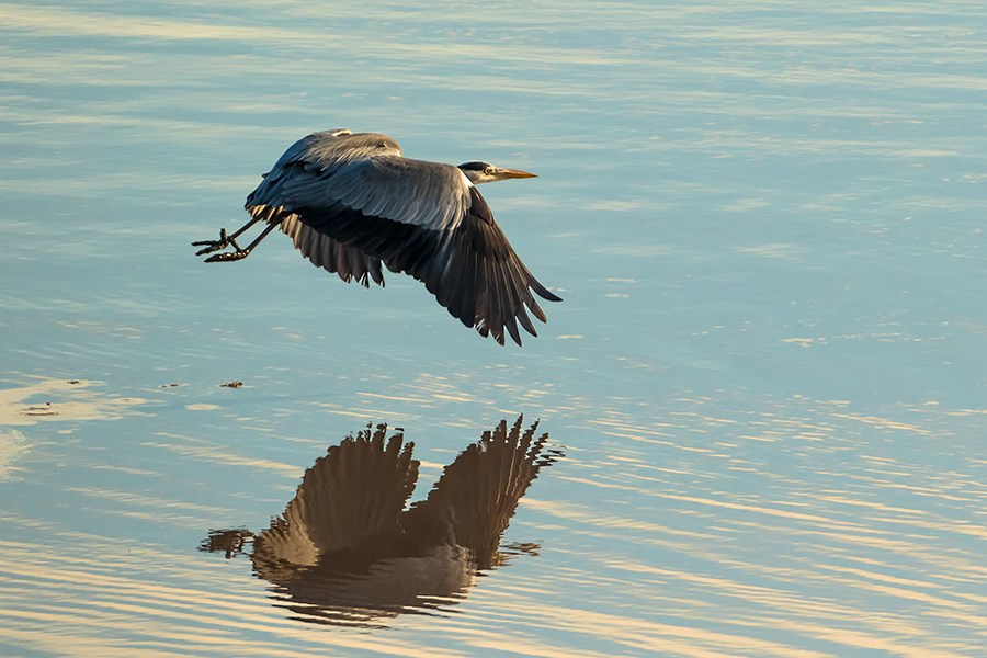 Wetlands Can! WWT Arundel joins the call to create more wetlands