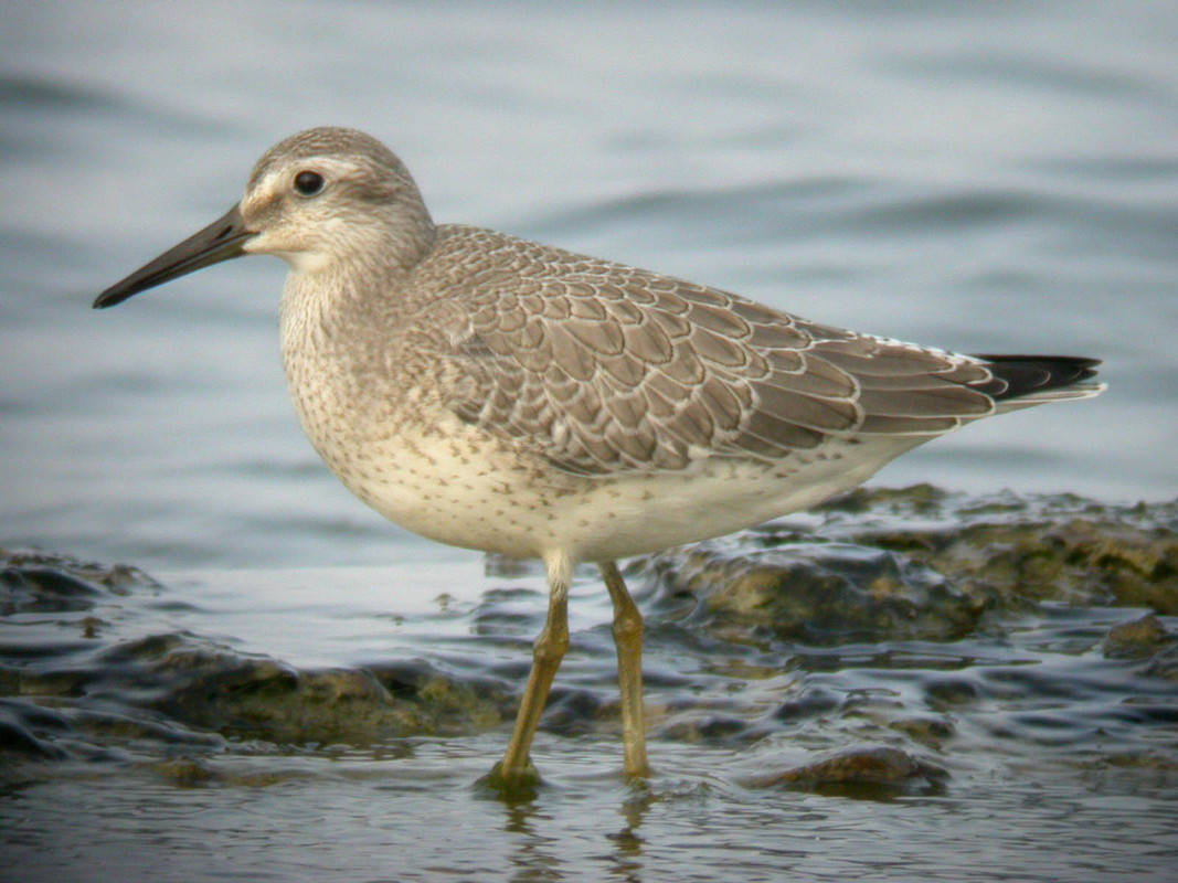 Wildlife sightings for 12th September 2021