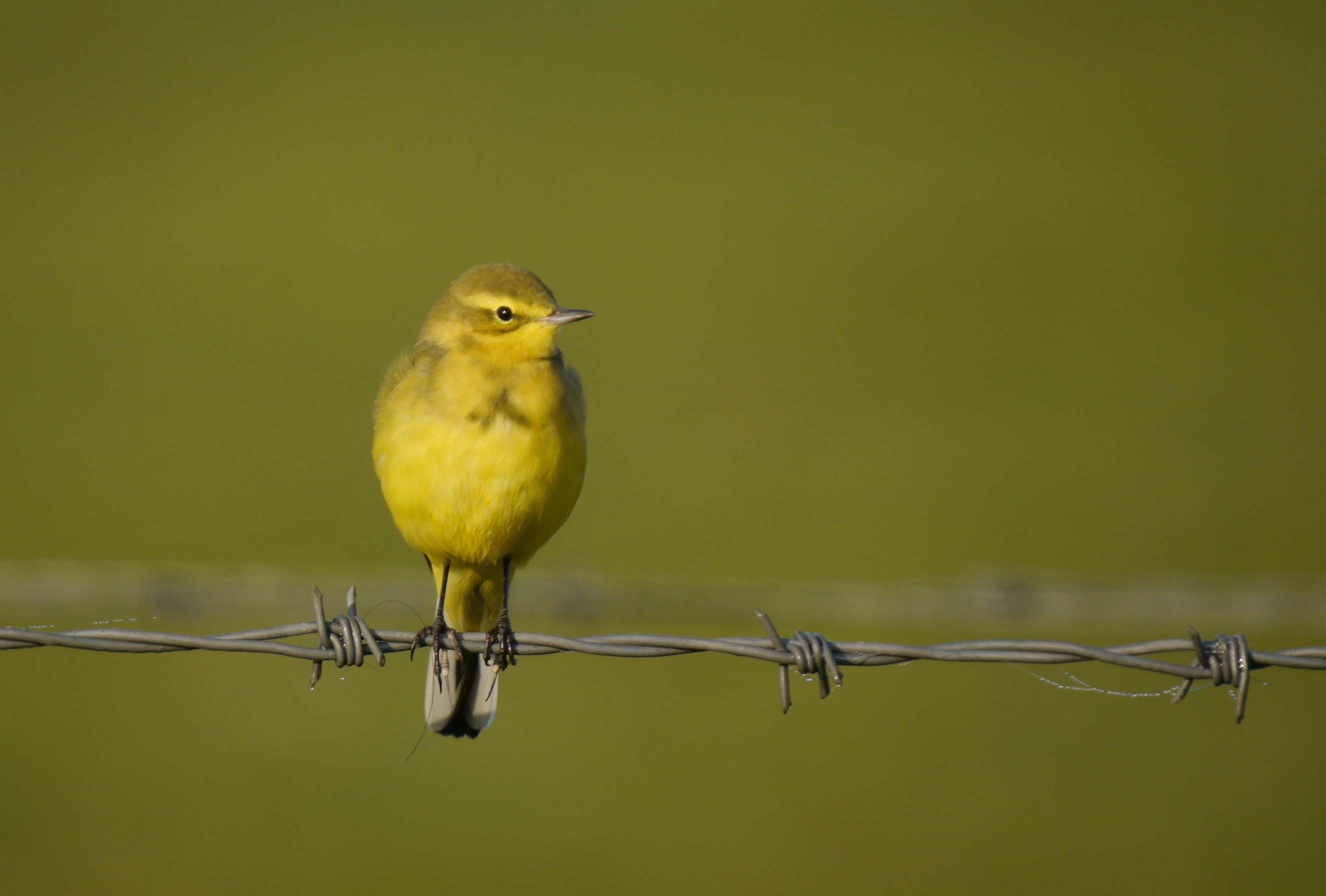 Wildlife Sightings for 25th April 2023