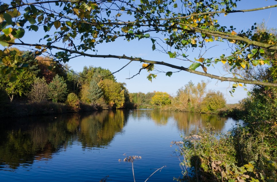 WWT joins urgent call to clean up England’s wetlands