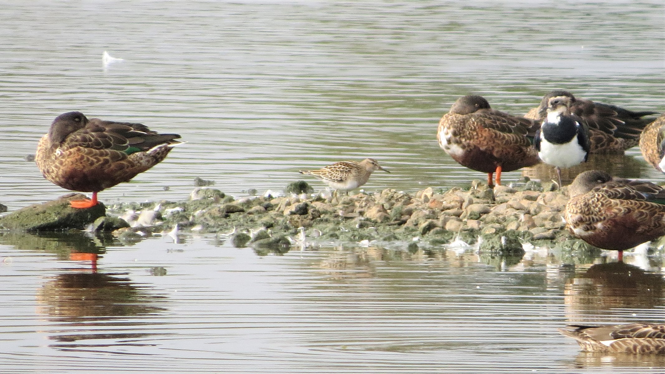 Wildlife sightings for 16th September 2021