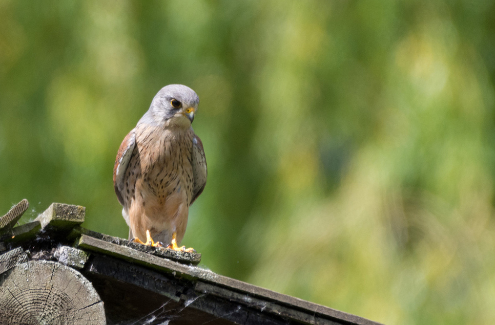 Calm kestrel on Wetlands Discovery