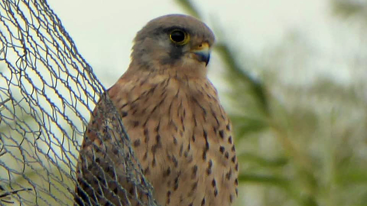 Kestrel is back, with black caps & warblers