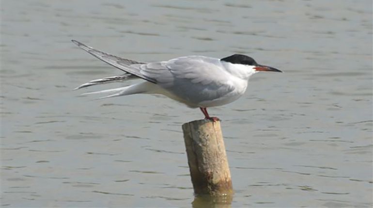 Lagoon project will restore nesting islands 