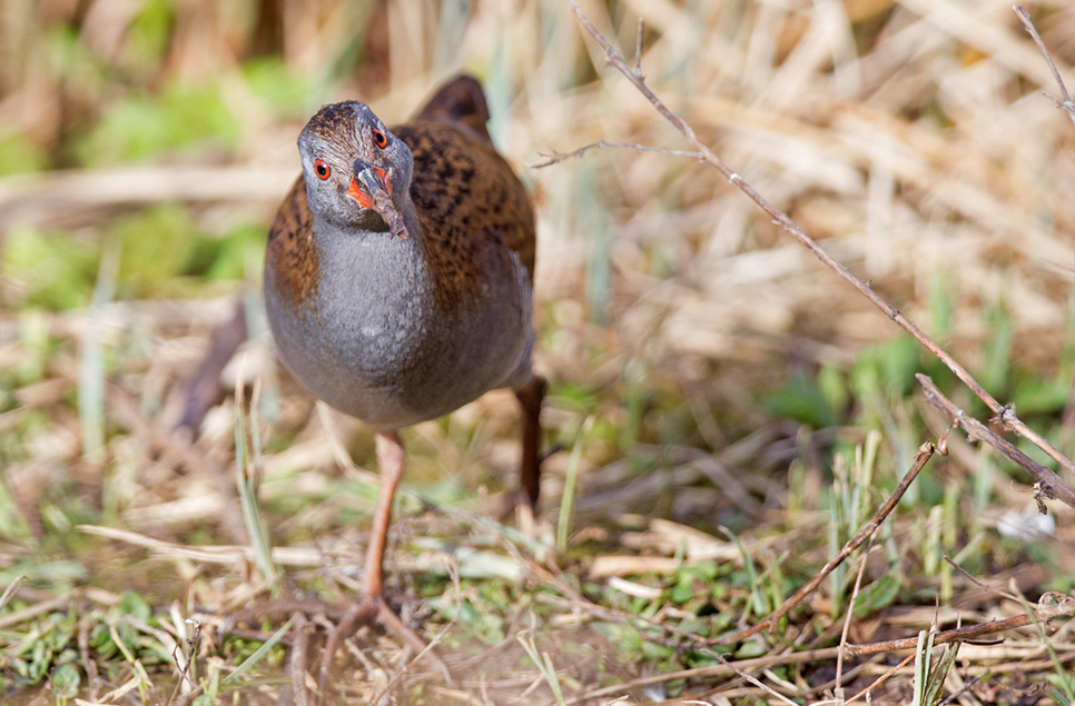 Water rail, teal & gadwall sightings increase