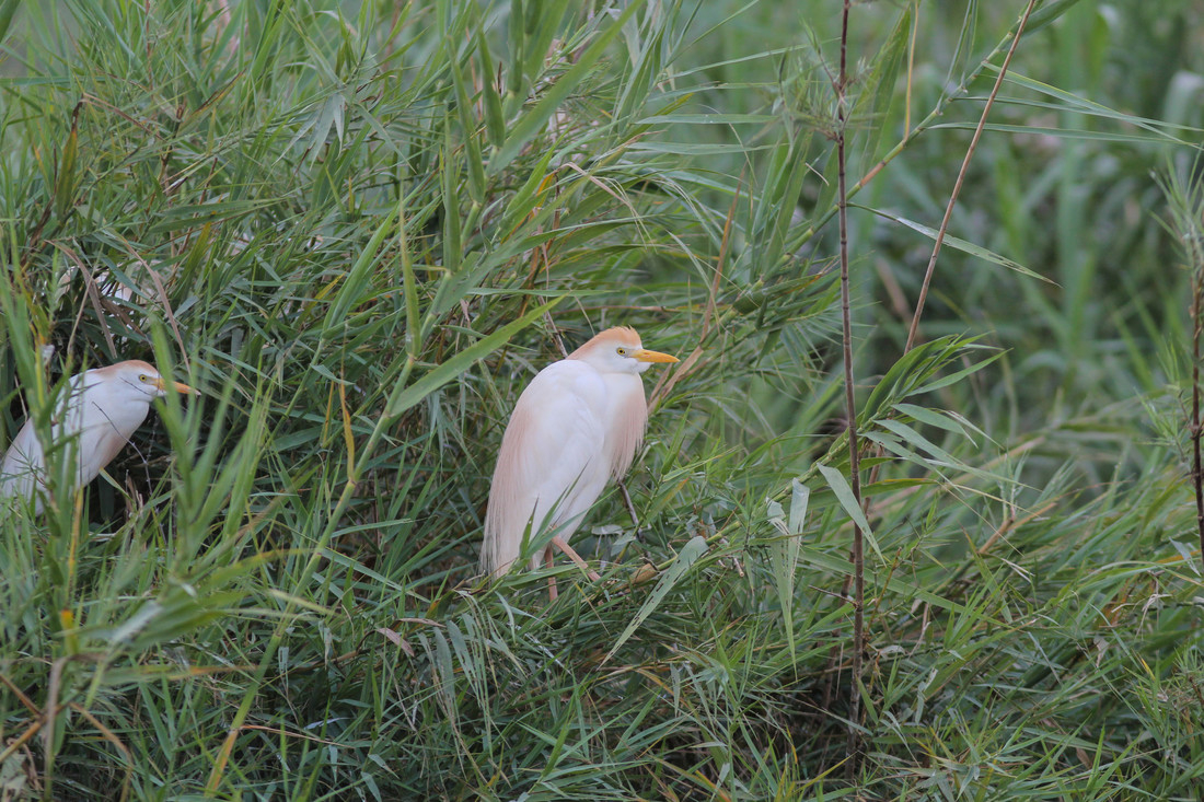 Wildlife Sightings for 10th August 2023