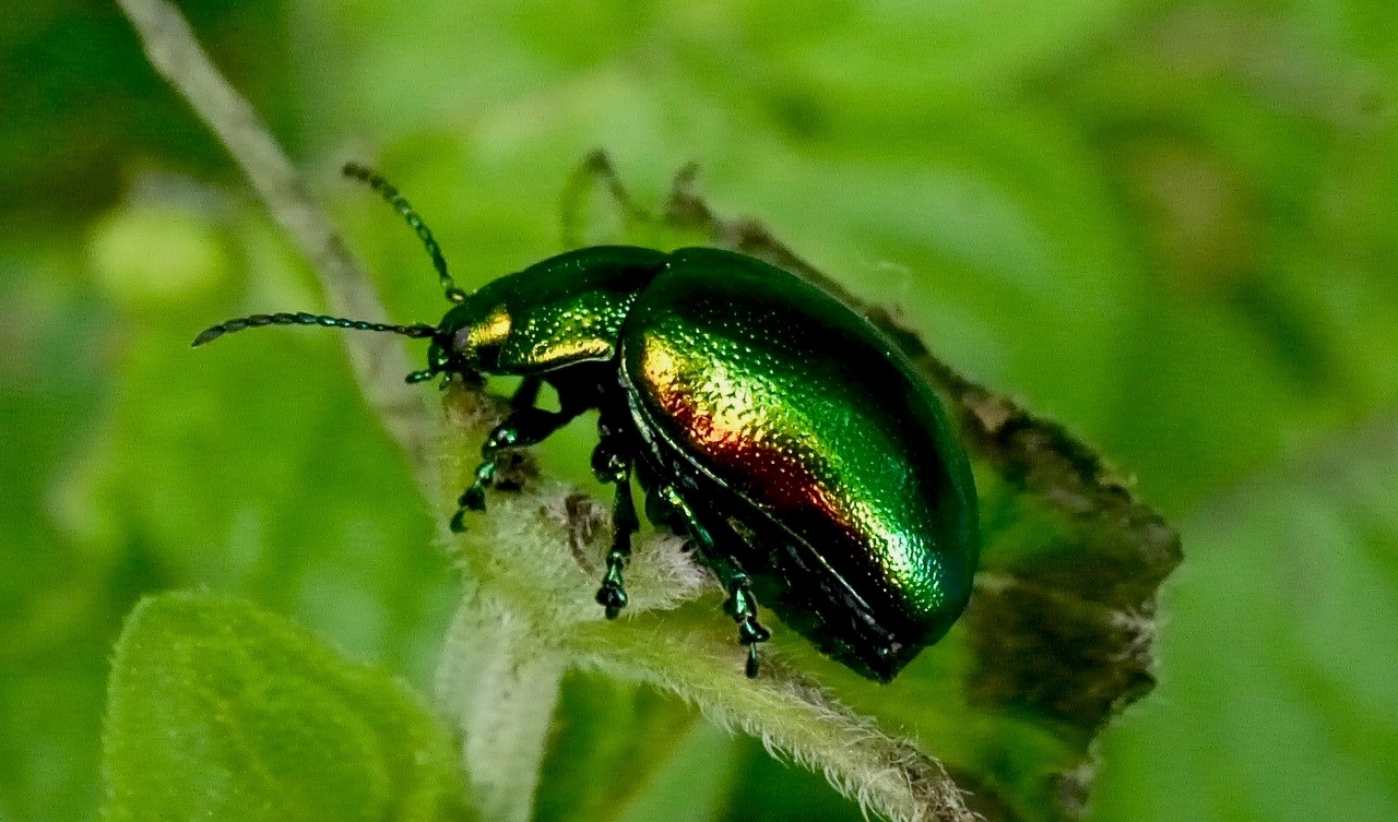 Endangered beetle and visitors set to benefit from habitat creation at WWT Welney