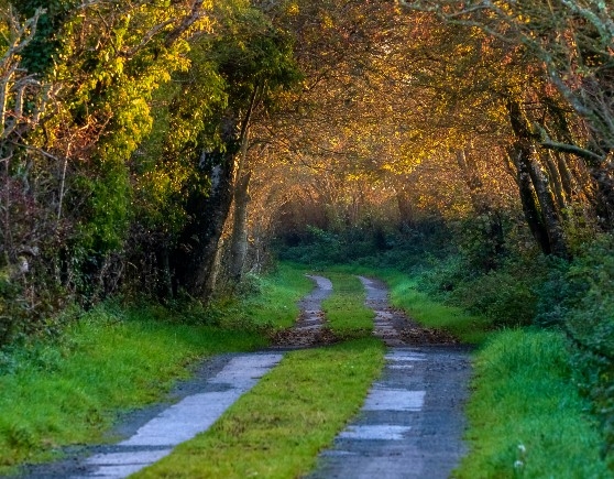 Early Autumn