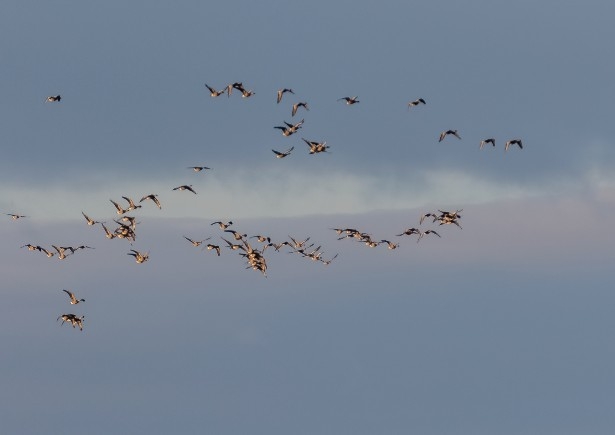 pink footed geese credit Alex Hillier (9).jpg