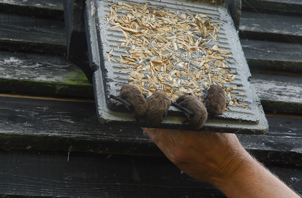 Bat surveys finishing soon as weather turns colder