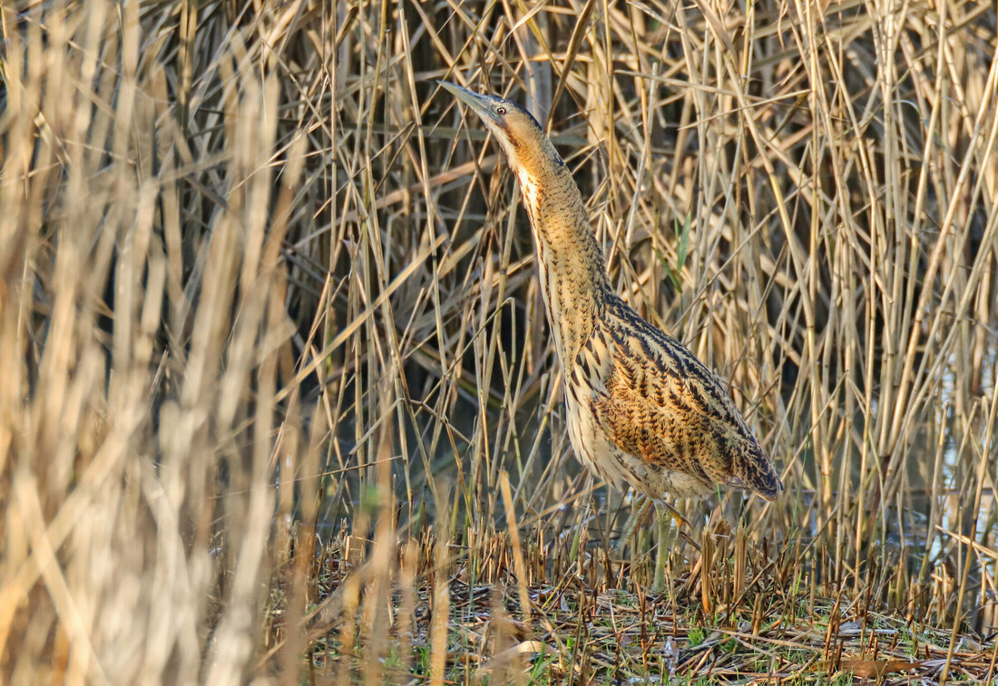 Wildlife sightings for 11th January 2022