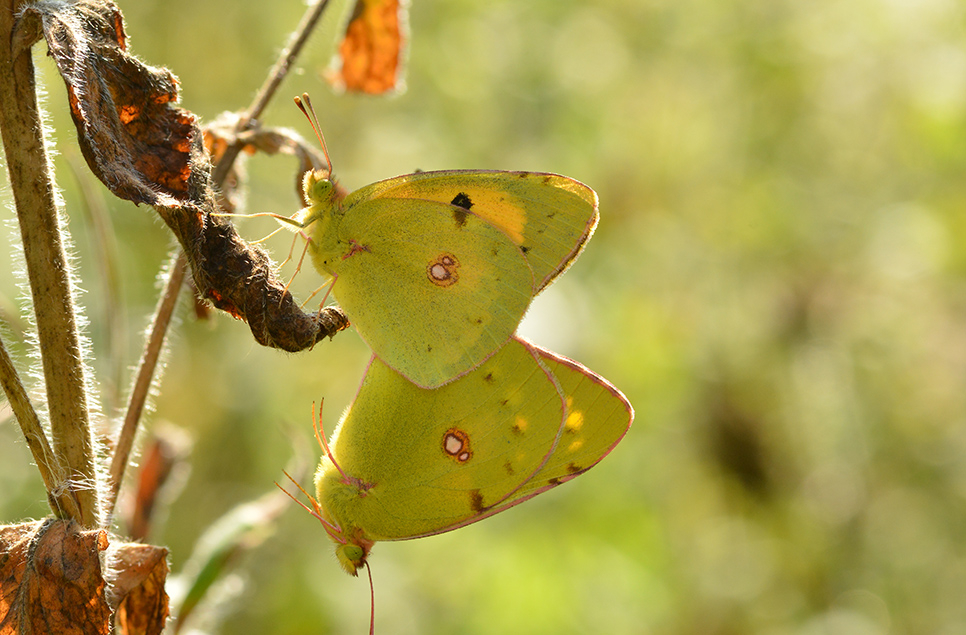 Clouded yellows & migrant hawkers