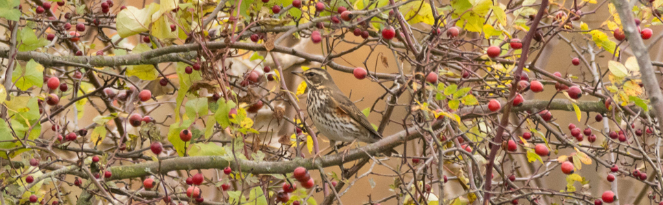 Redwing 3 966x300.jpg