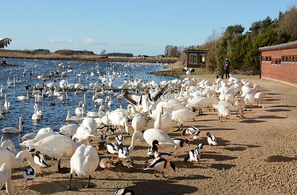 Whooper Swans now back from Iceland