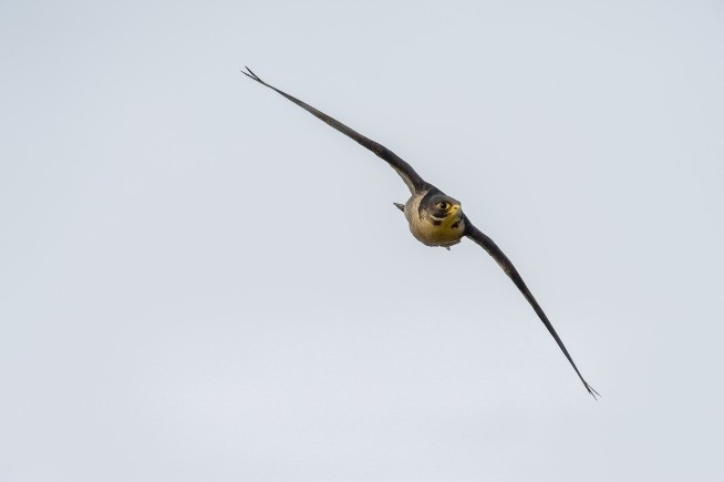 Peregrines at Caerlaverock